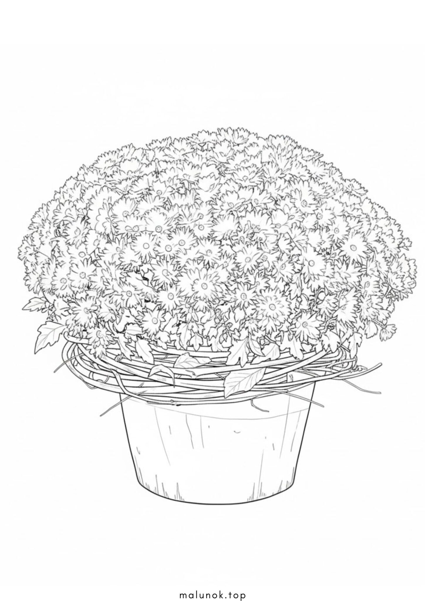 Раскраска Кущ хризантем – осінні квіти