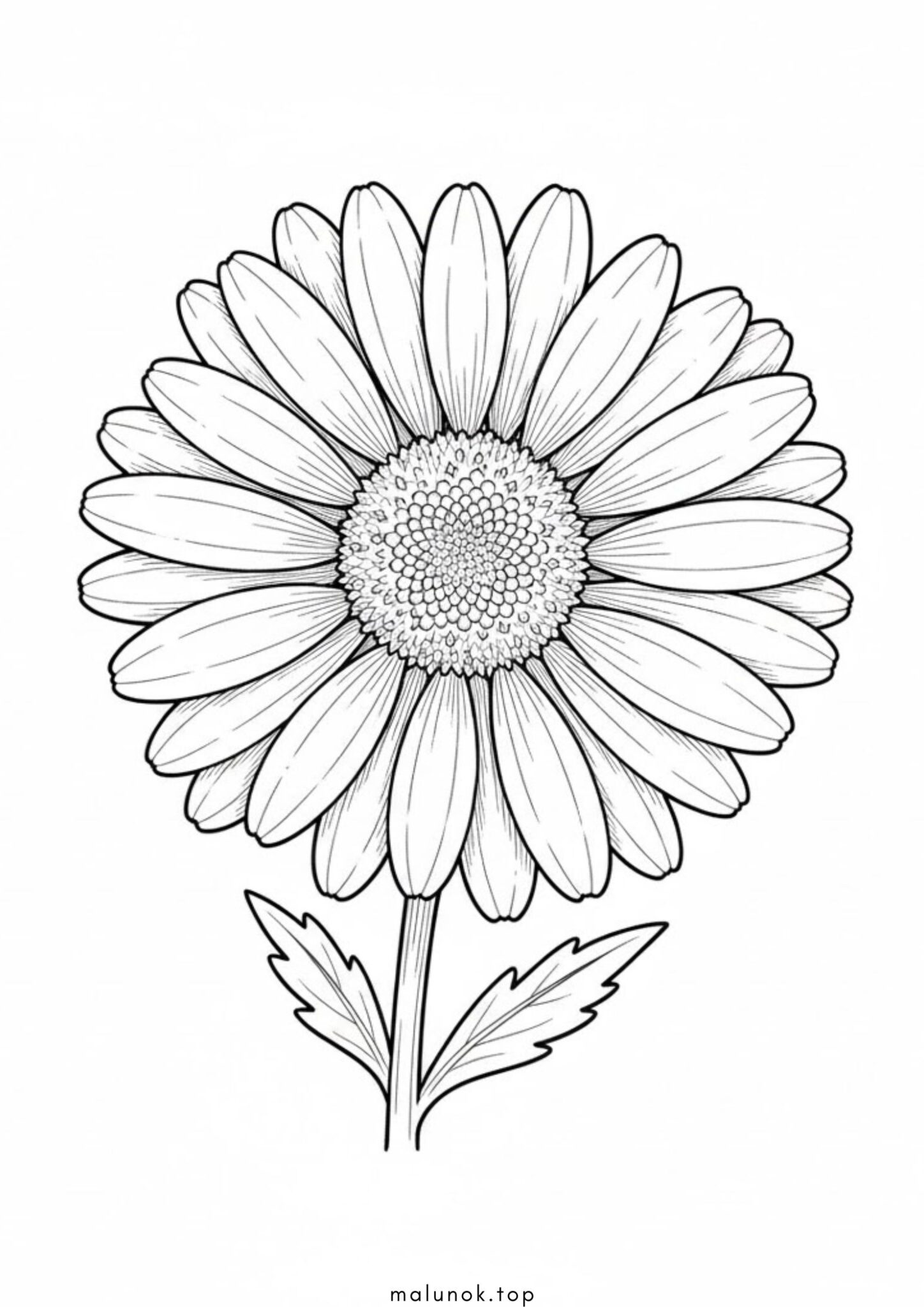 Раскраска Ромашка – квітка