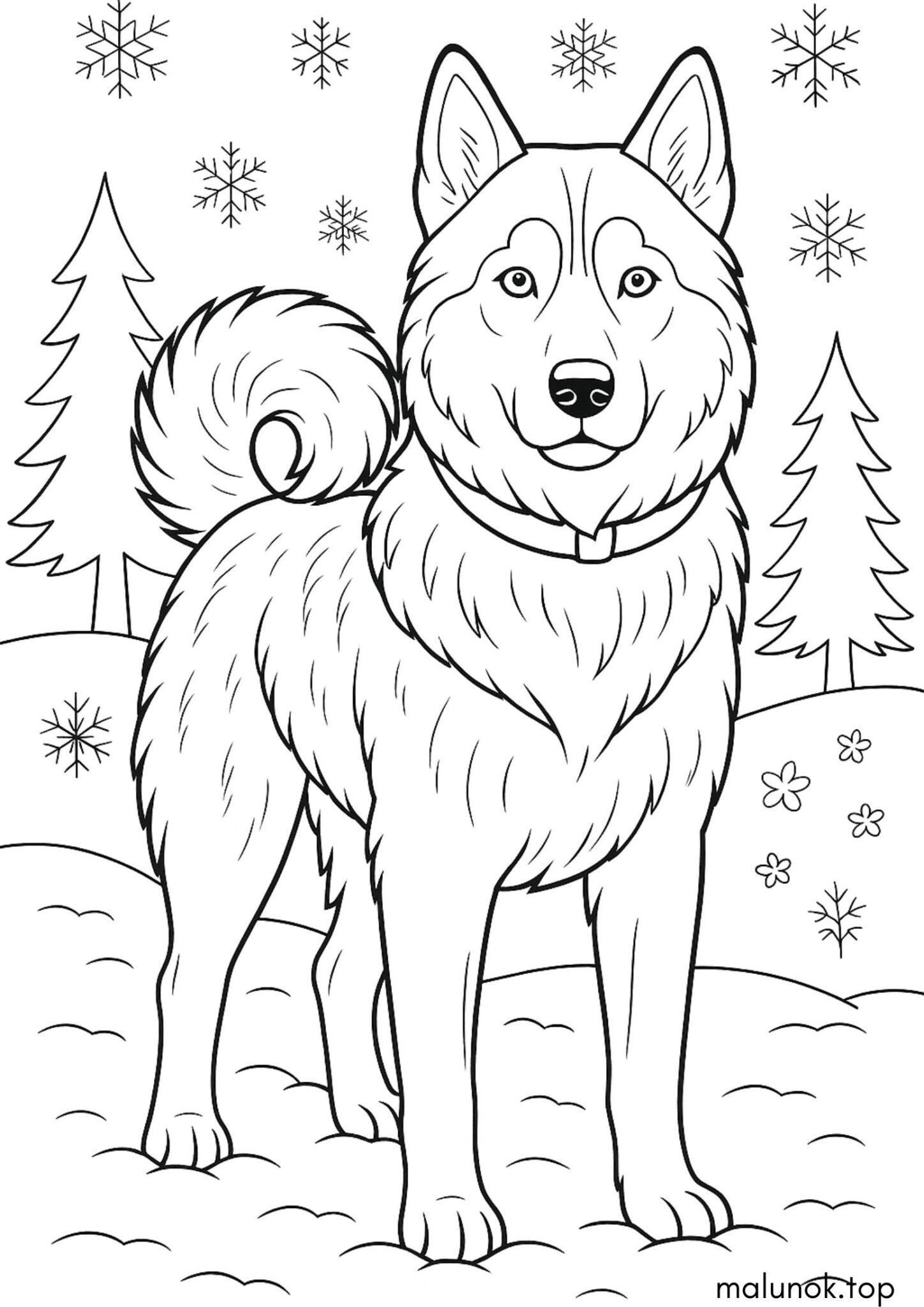 Раскраска Собака хаскі