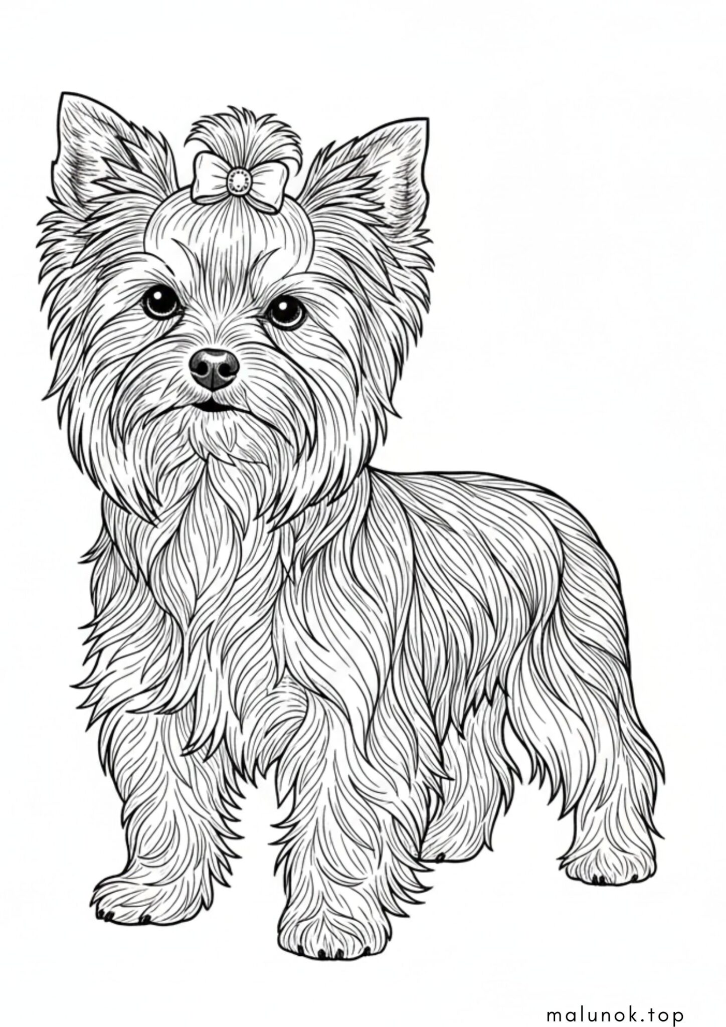 Раскраска Собака йорк