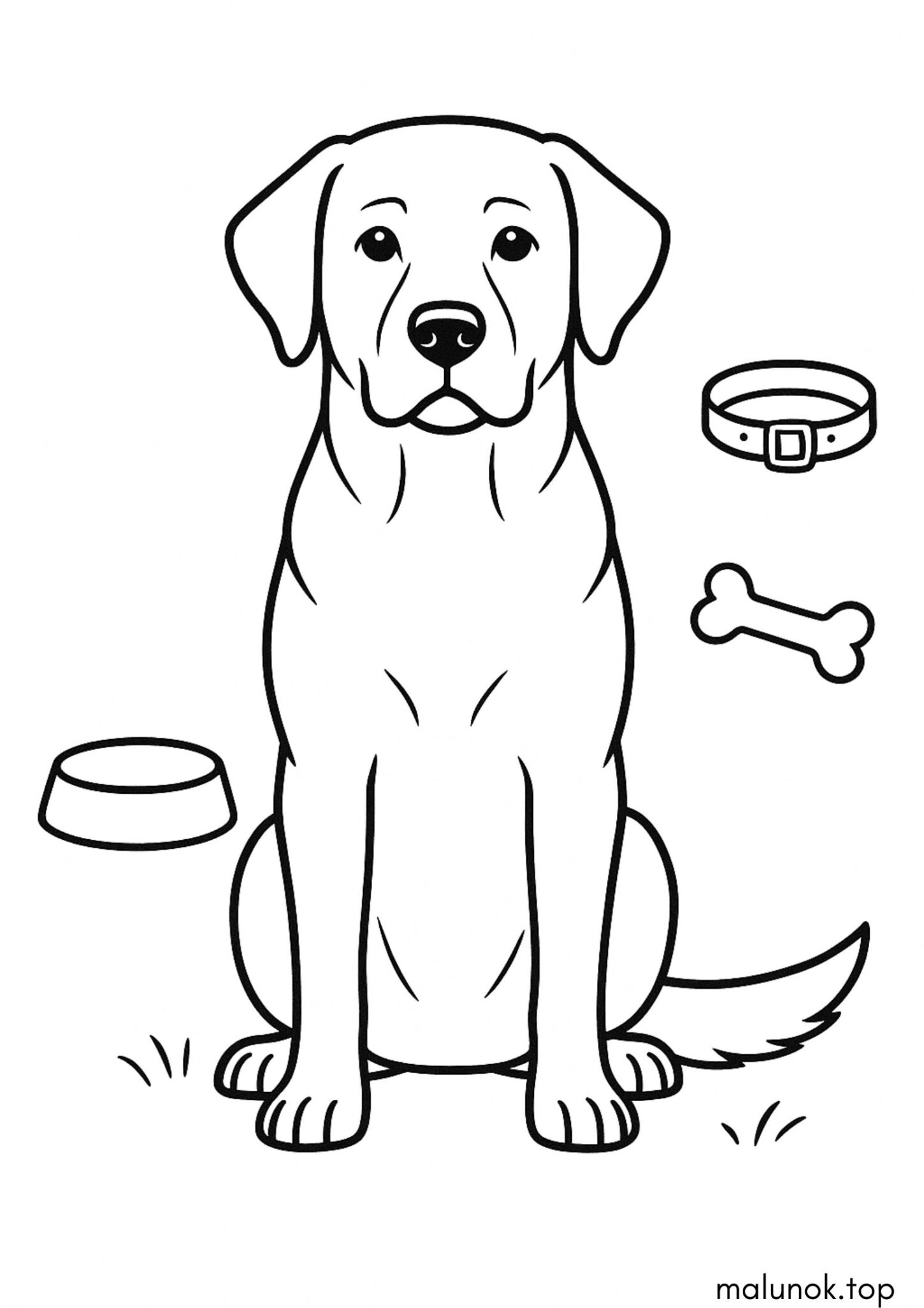 Раскраска Собака лабрадор