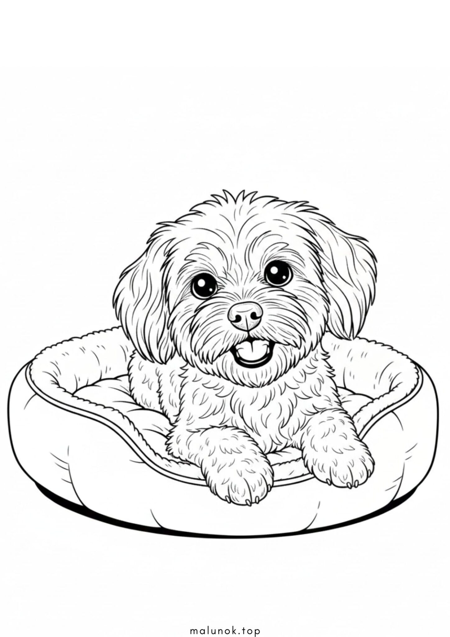 Раскраска Собака мальтіпу