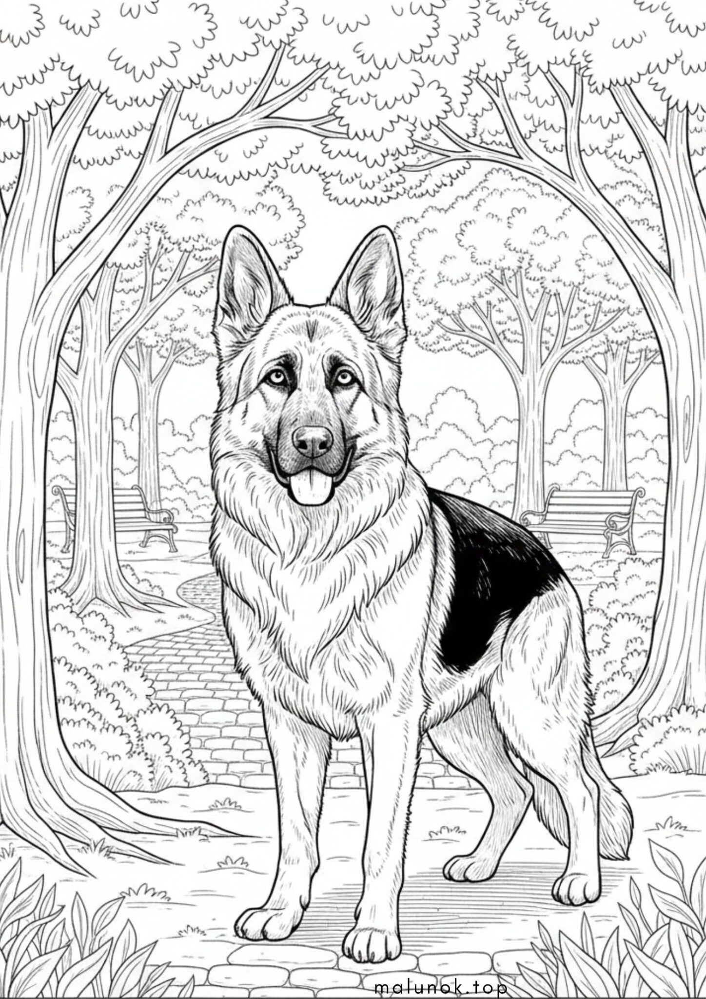 Раскраска Собака вівчарка у парку