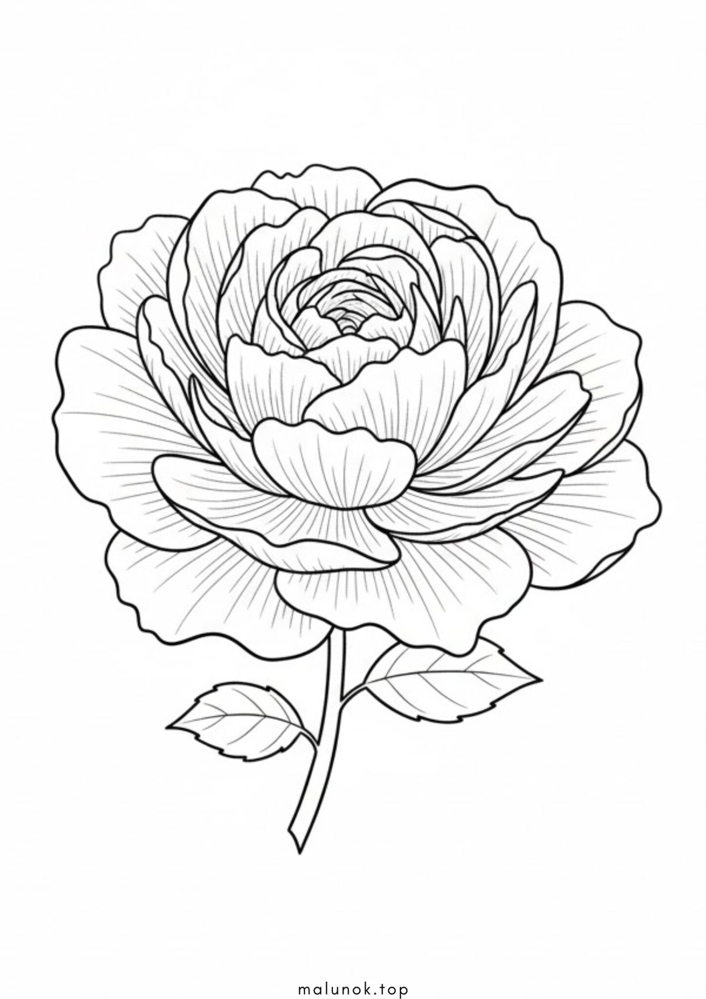 Раскраска Троянда – квітка