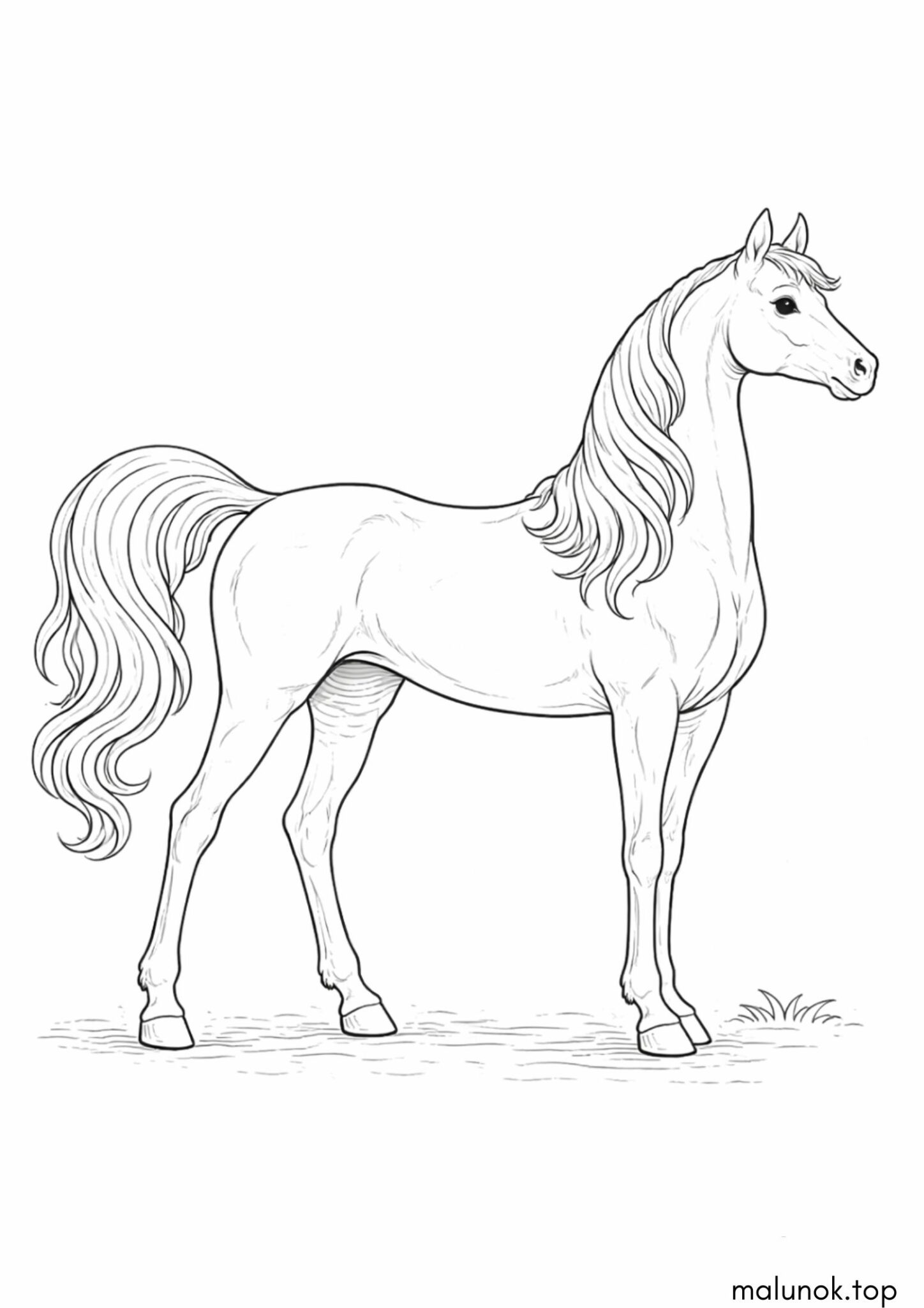 Раскраска Арабський кінь