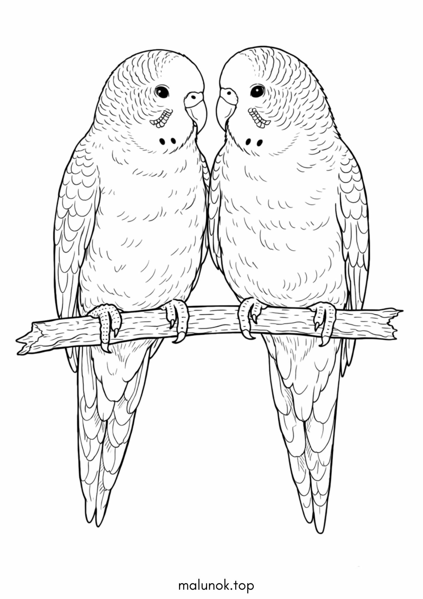 Раскраска Хвилястий папуга