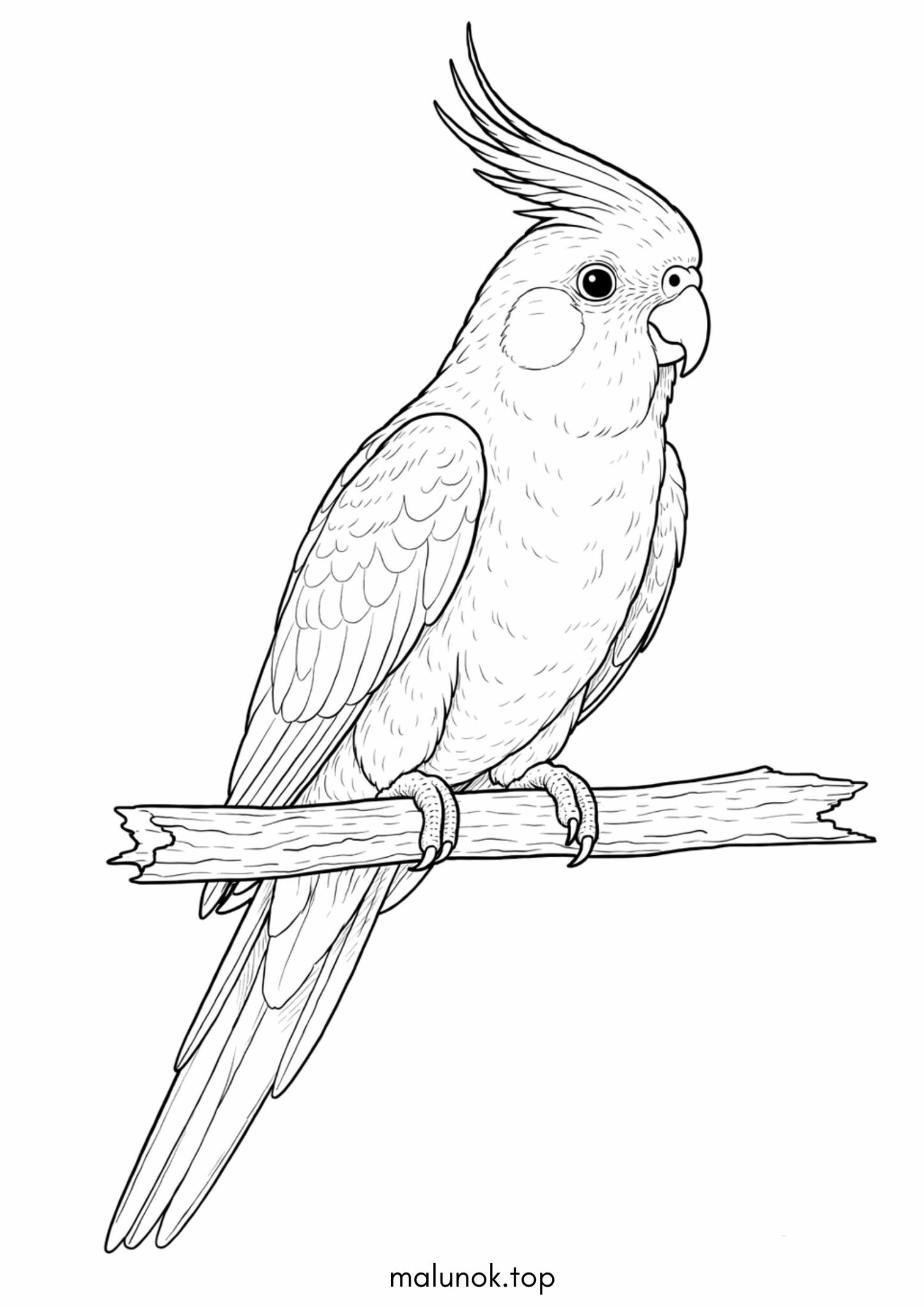 Раскраска Папуга Корела