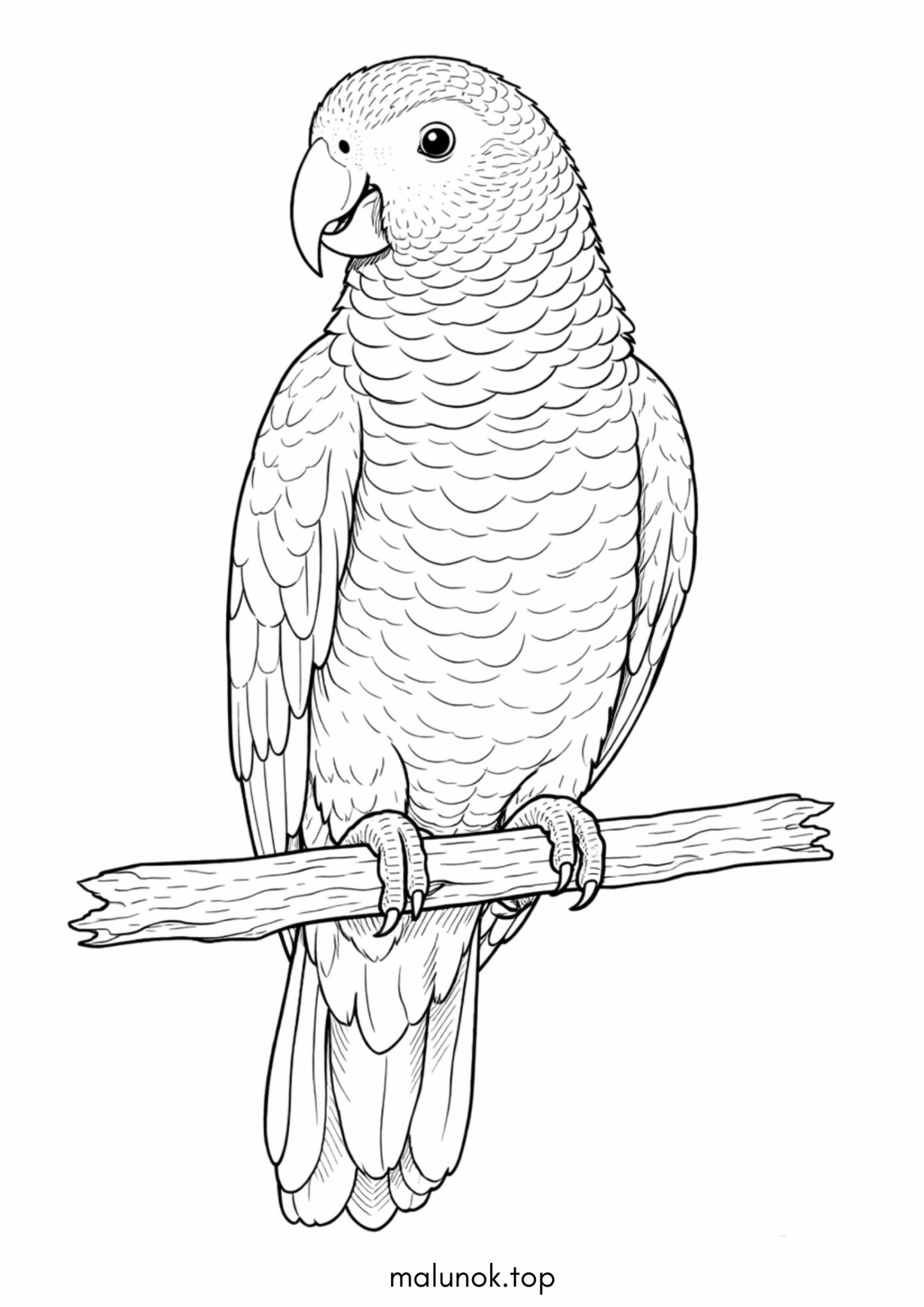 Раскраска Папуга Жако