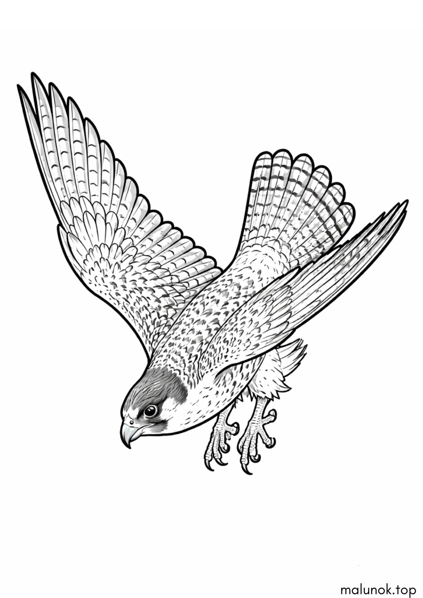 Раскраска Хижий птах Сокіл
