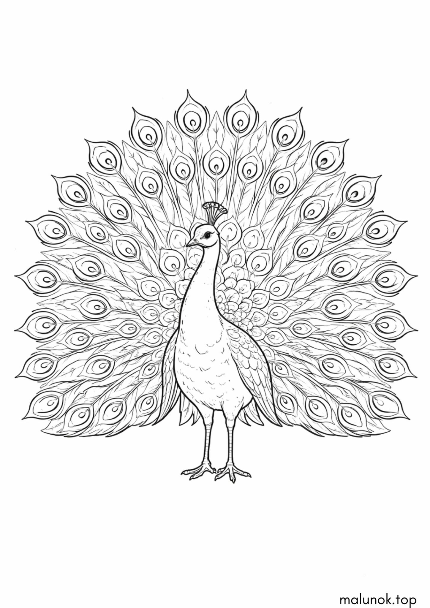 Раскраска Птах Павич з красивим хвостом