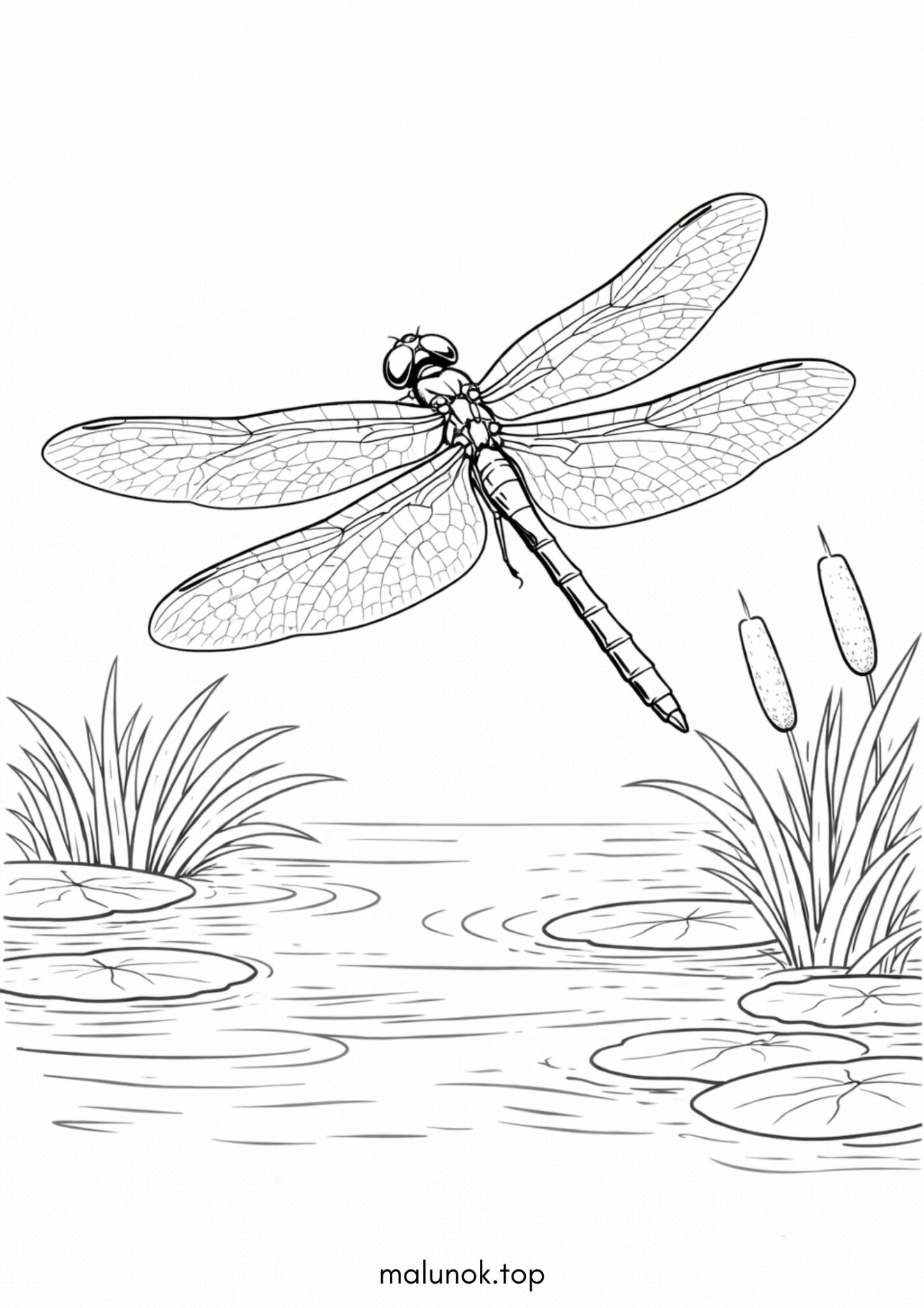Раскраска Бабка над водою