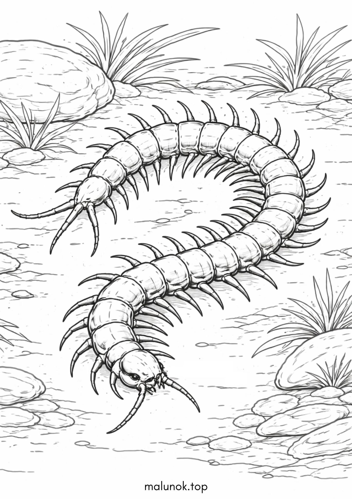 Раскраска Багатоніжка