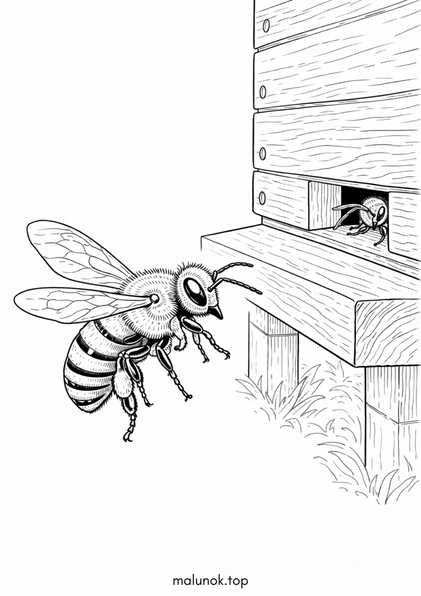 Раскраска Бджола біля вулика