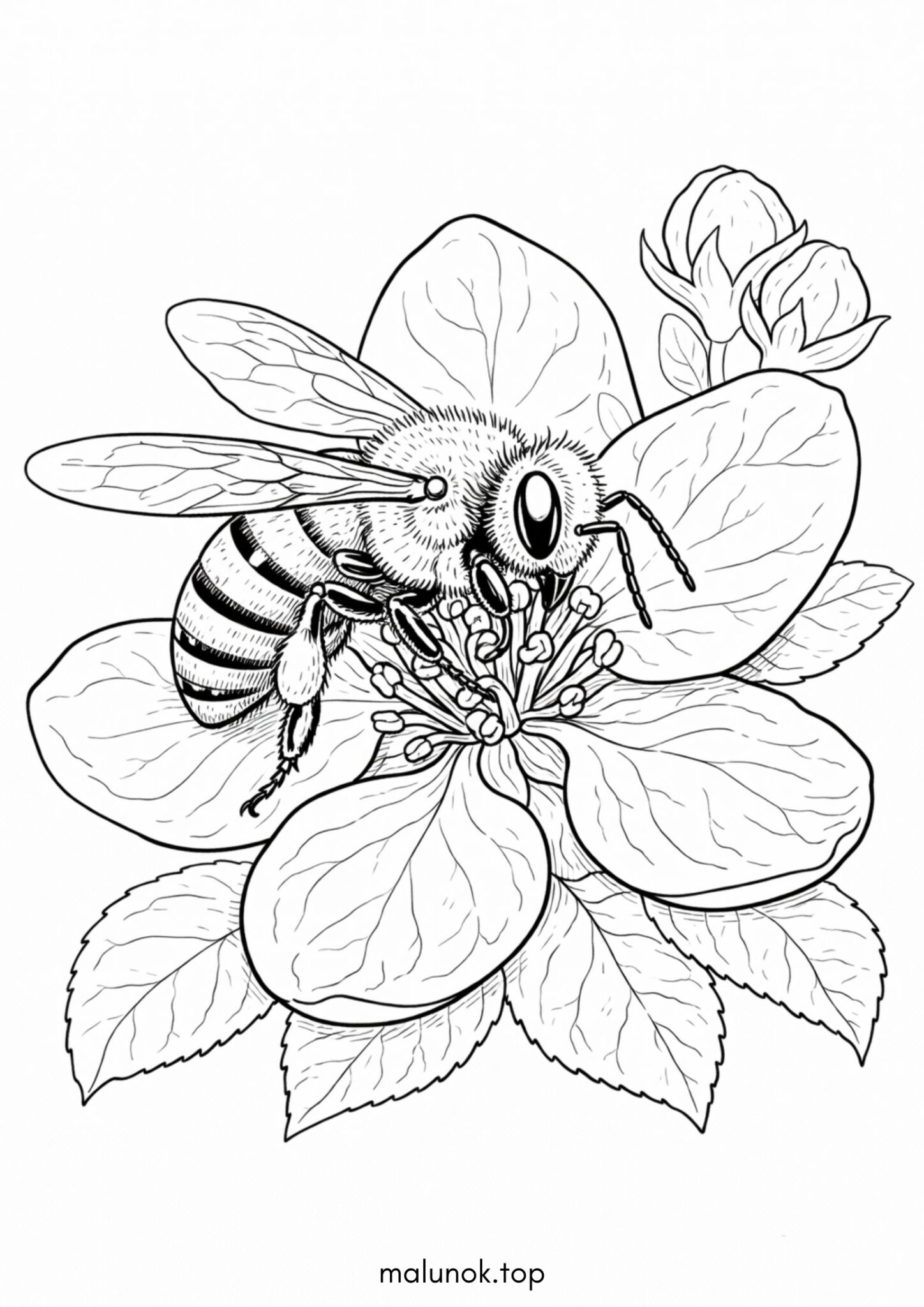 Раскраска Бджола на квітці