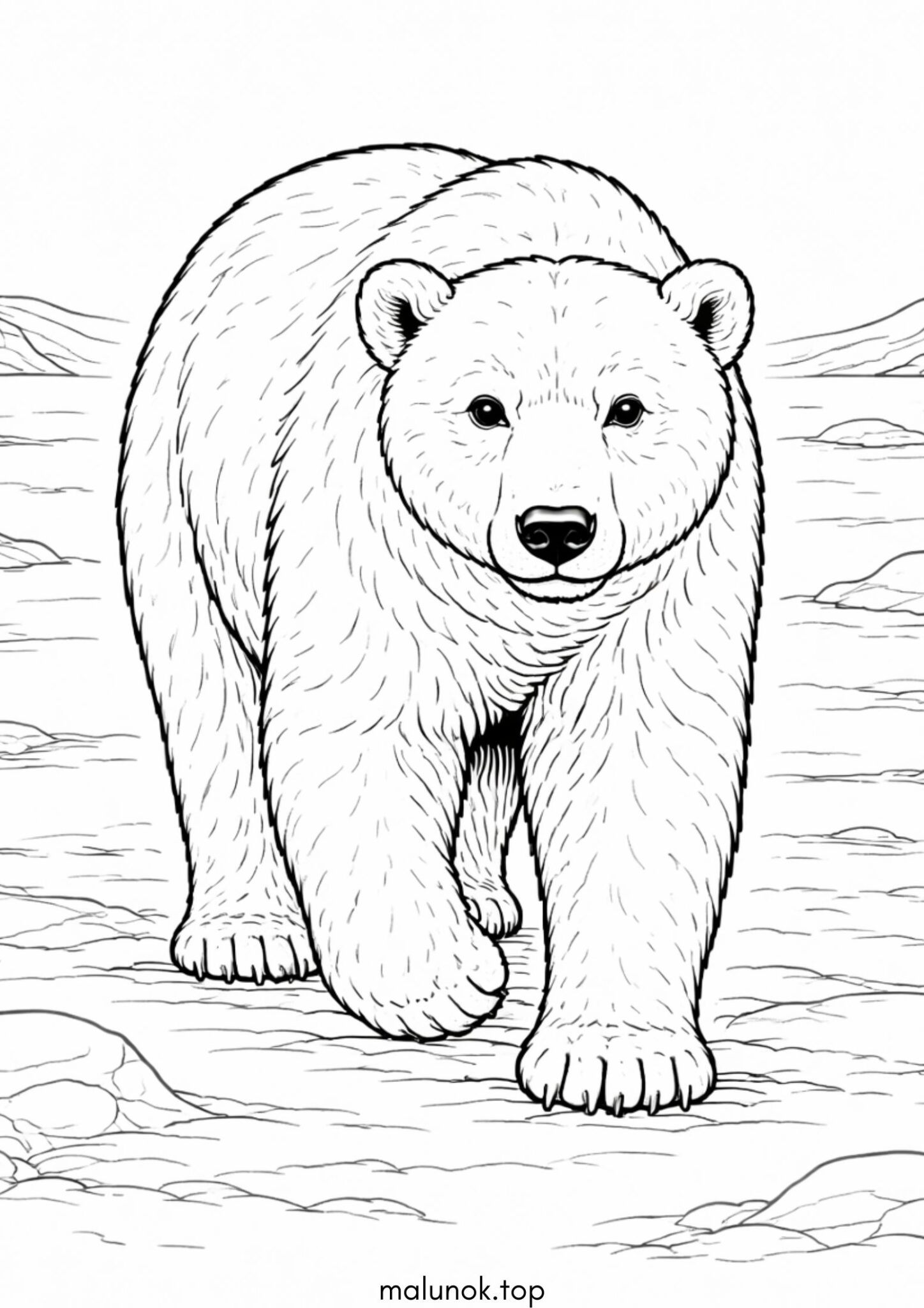 Раскраска Білий ведмідь Раскраска Білий ведмідь