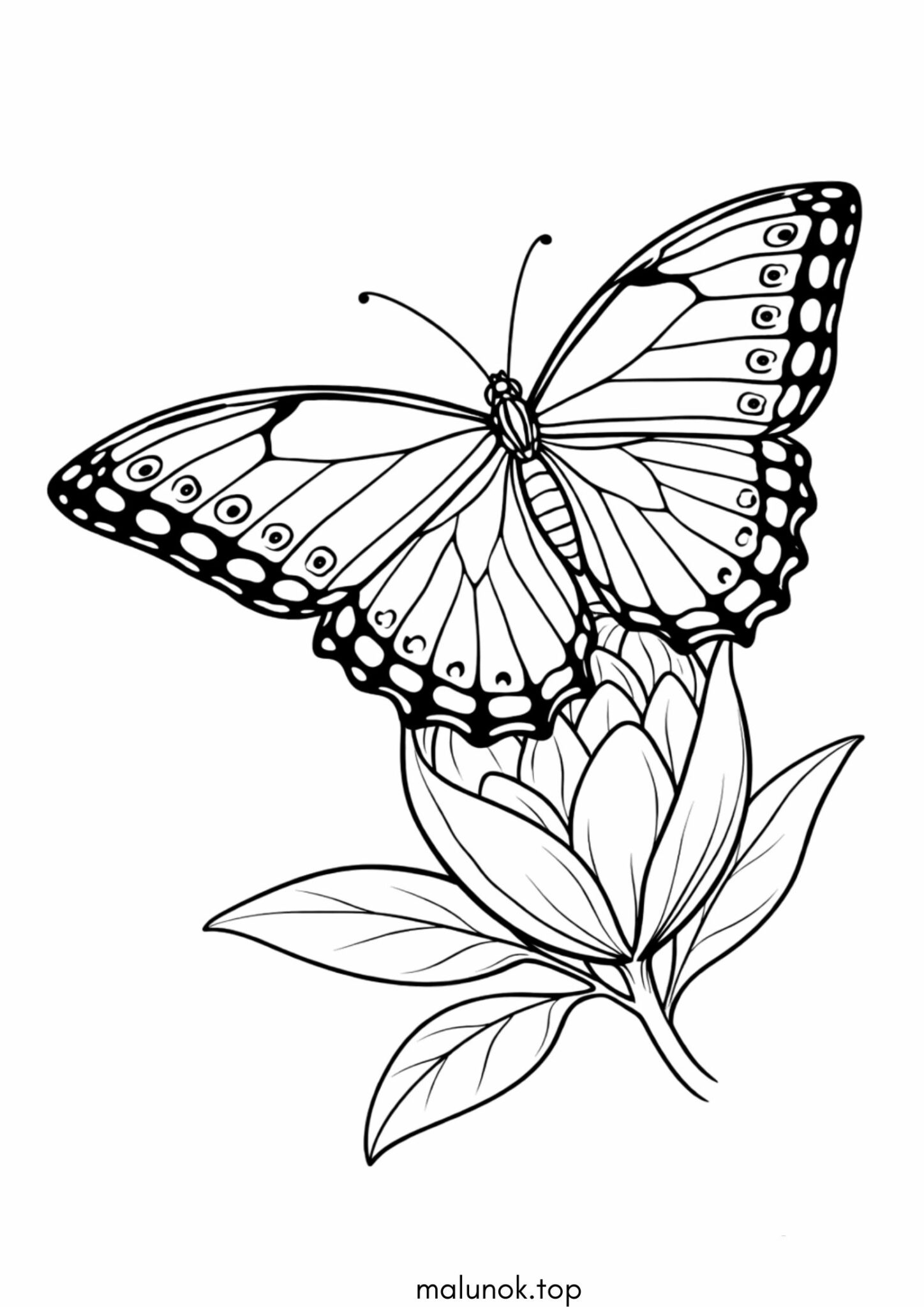 Раскраска Метелик Блакитний Морфо Раскраска Метелик Блакитний Морфо