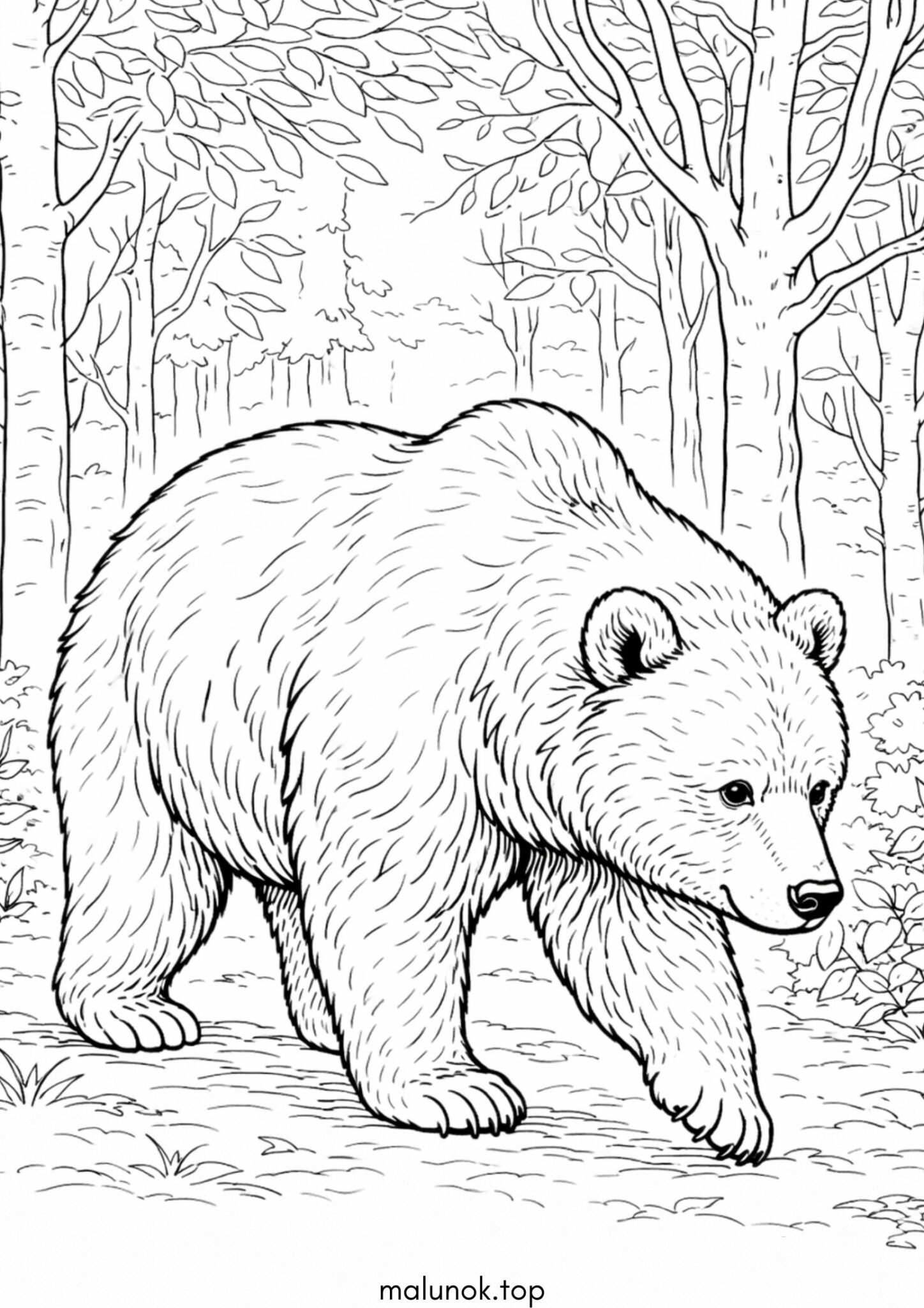 Раскраска Бурий ведмідь Раскраска Бурий ведмідь