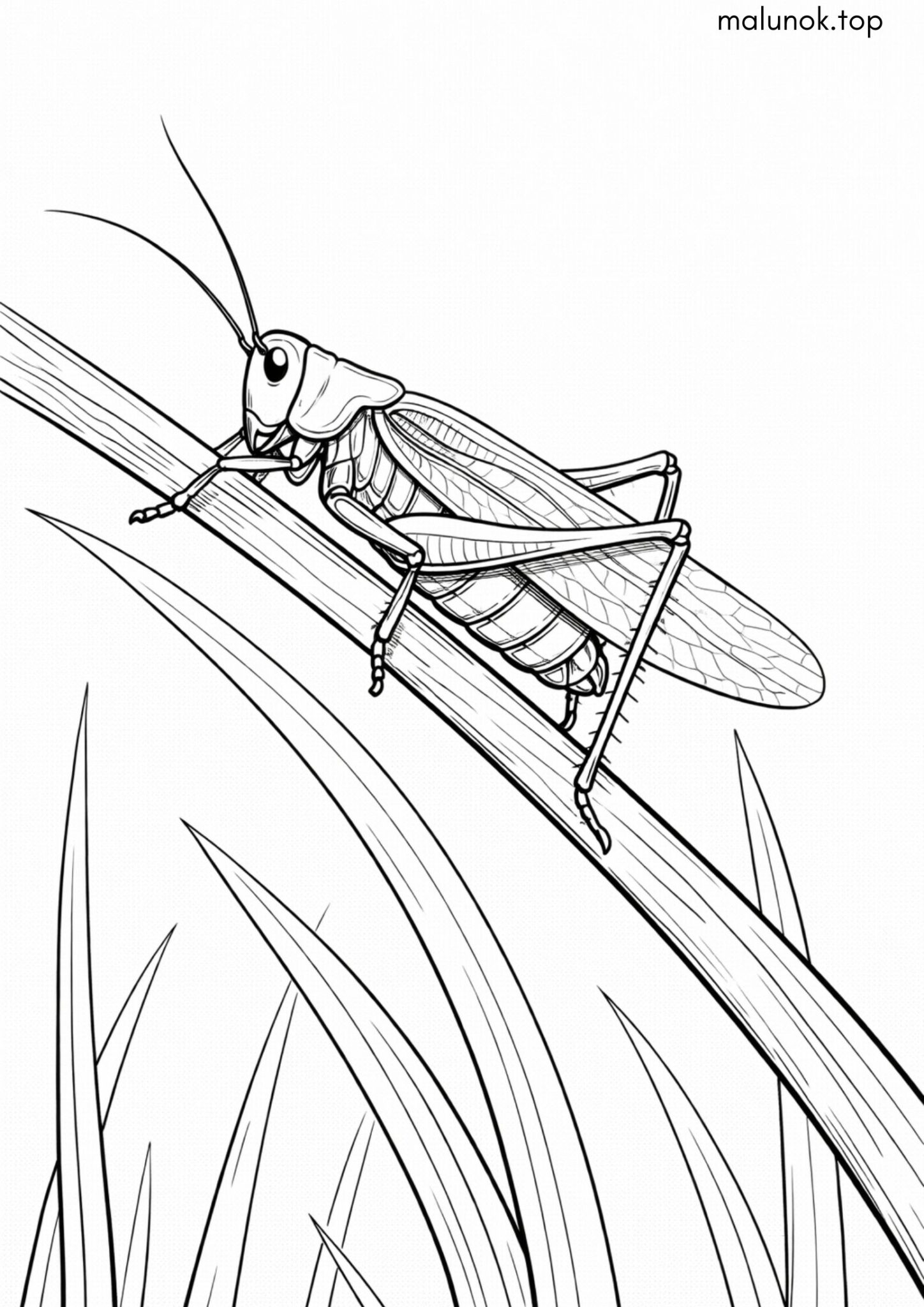 Раскраска Коник на травинці