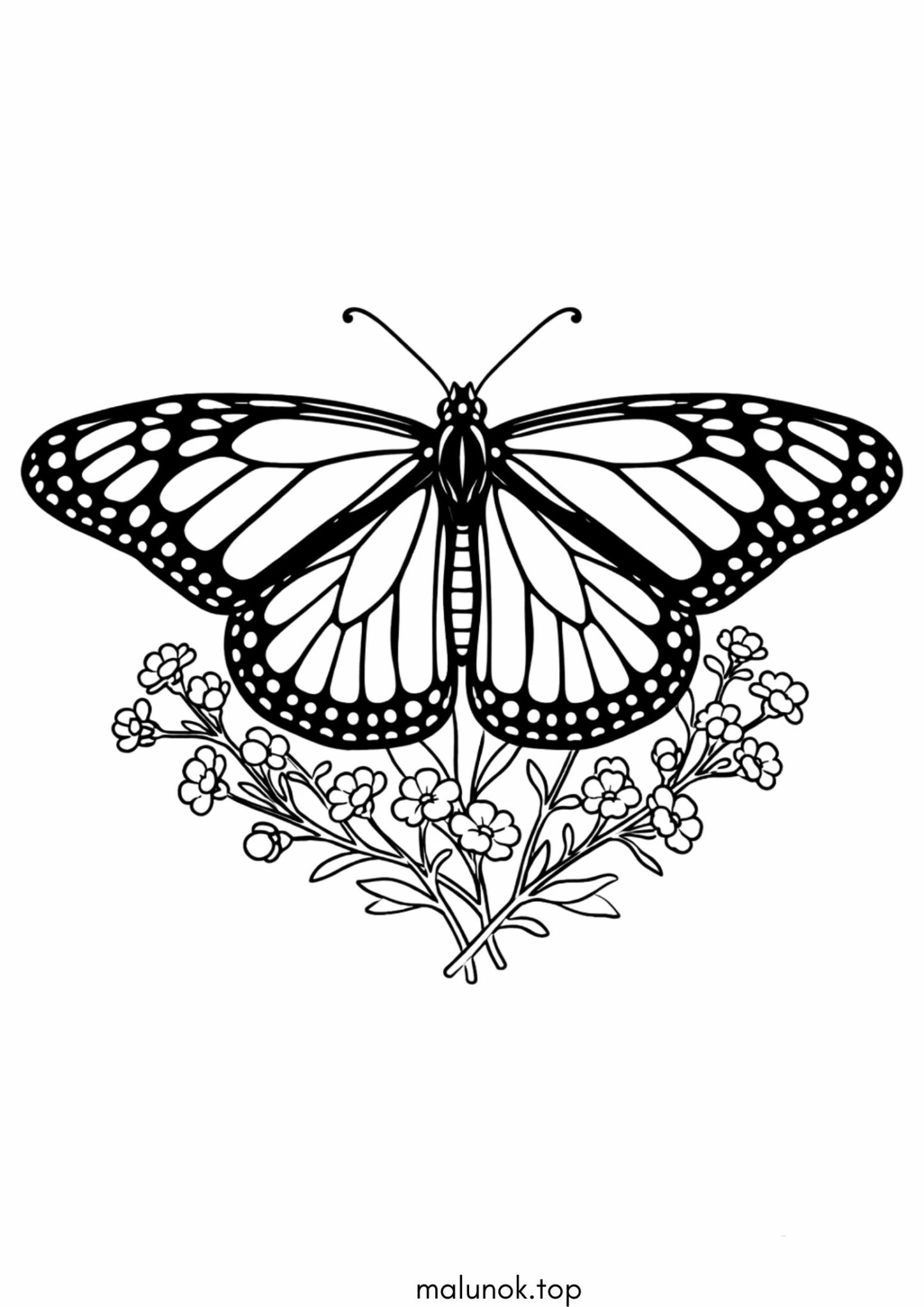 Раскраска Метелик Монарх