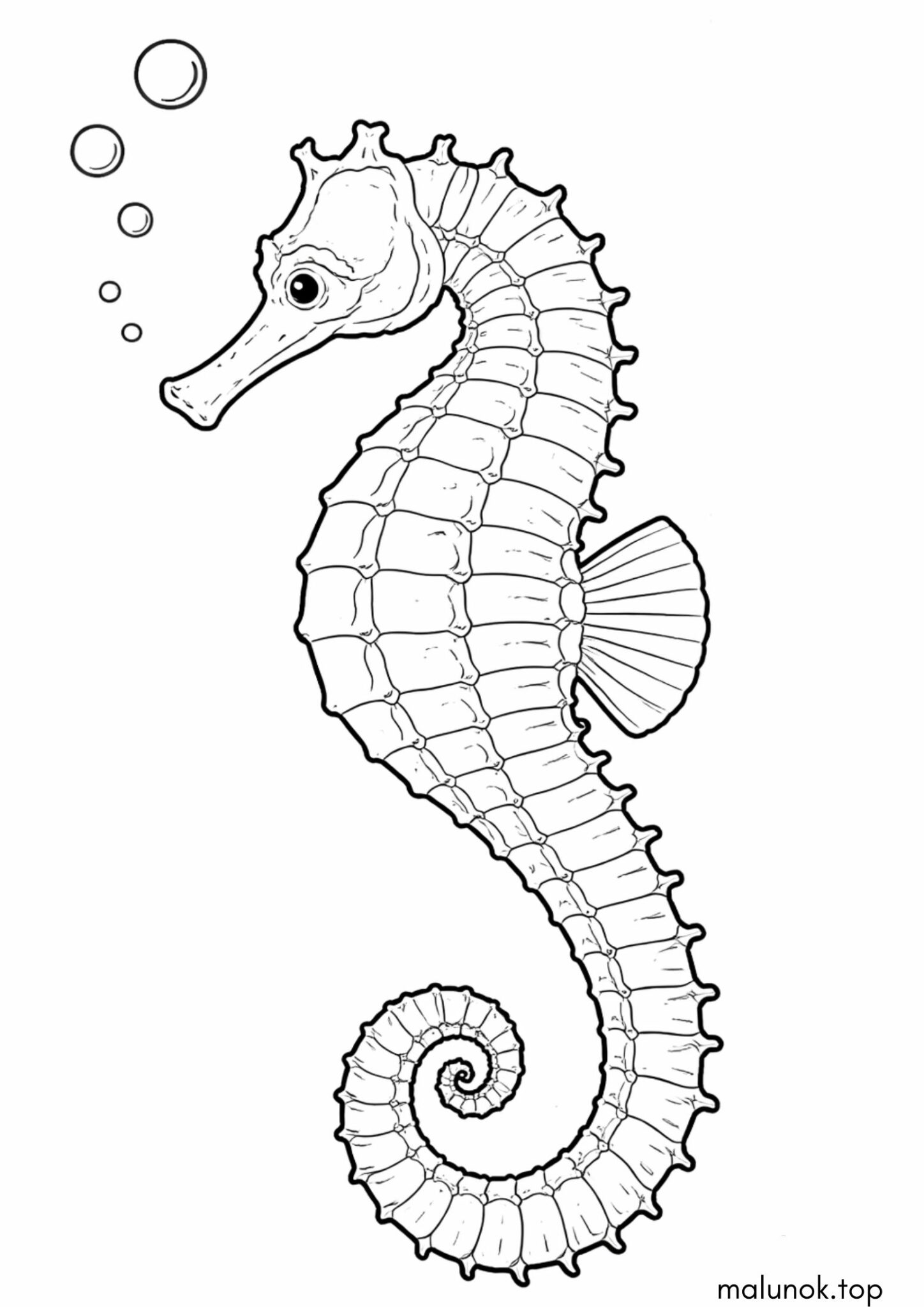 Розмальовка Морський коник Розмальовка Морський коник