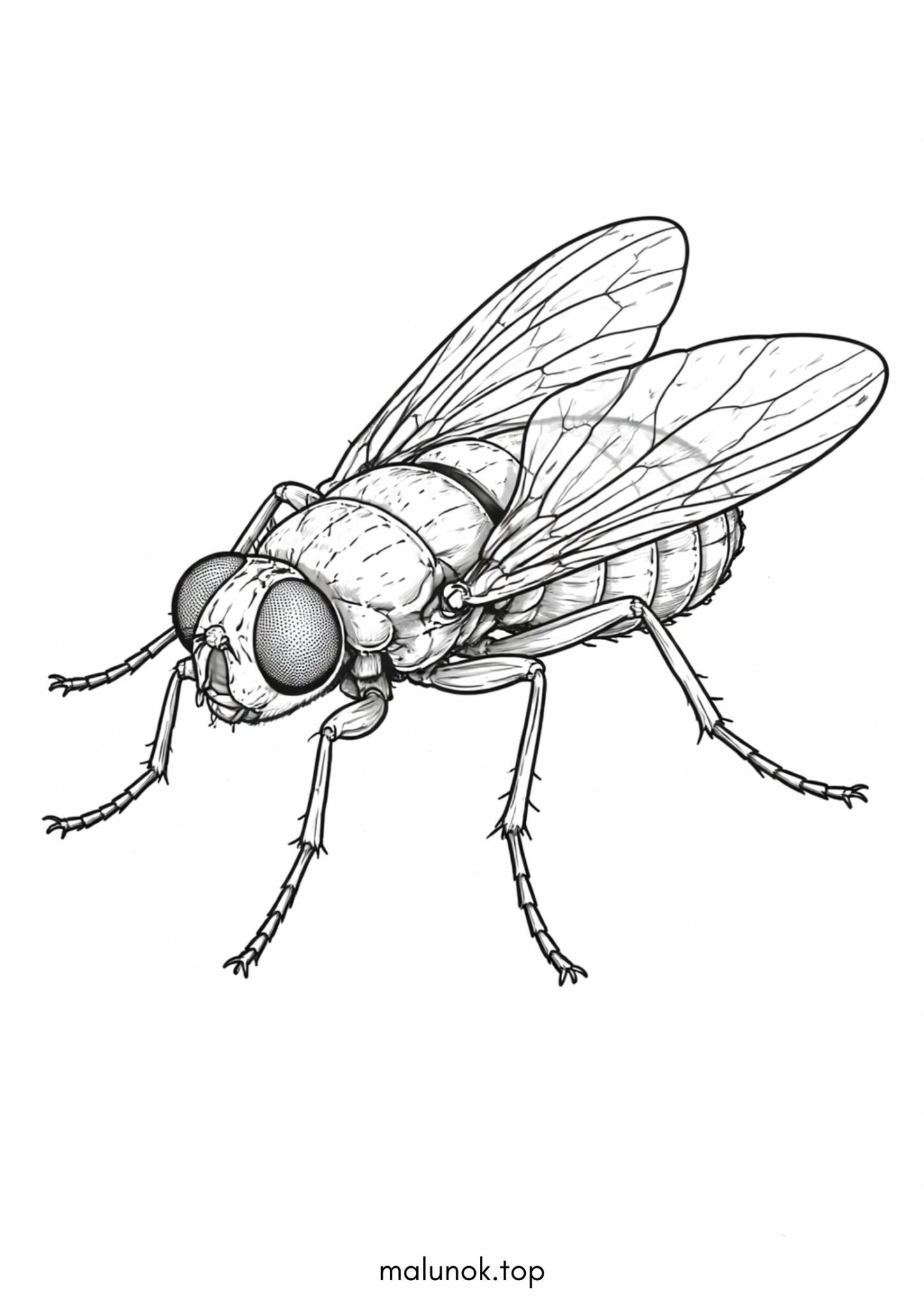 Раскраска Муха