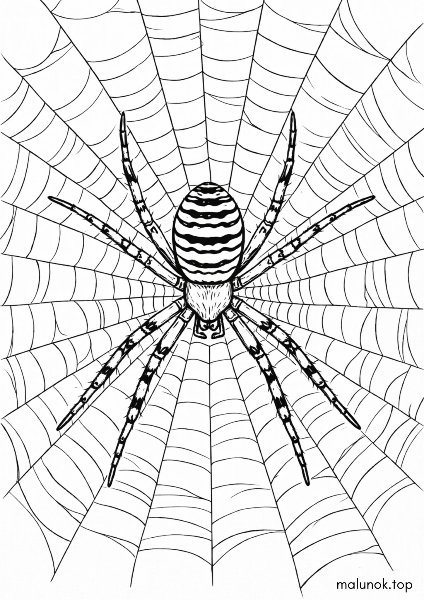 Раскраска Павук на павутині Раскраска Павук на павутині