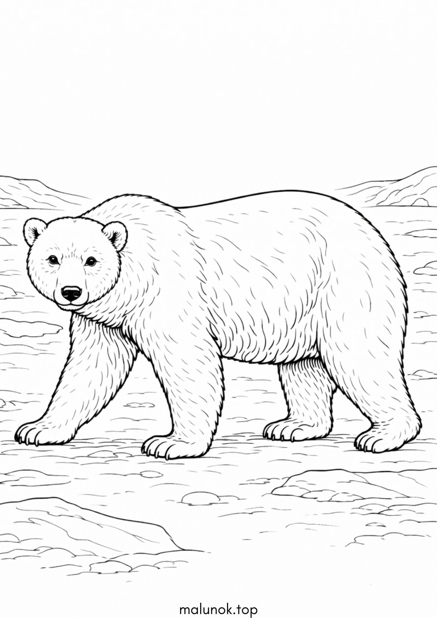 Раскраска Полярний ведмідь Раскраска Полярний ведмідь
