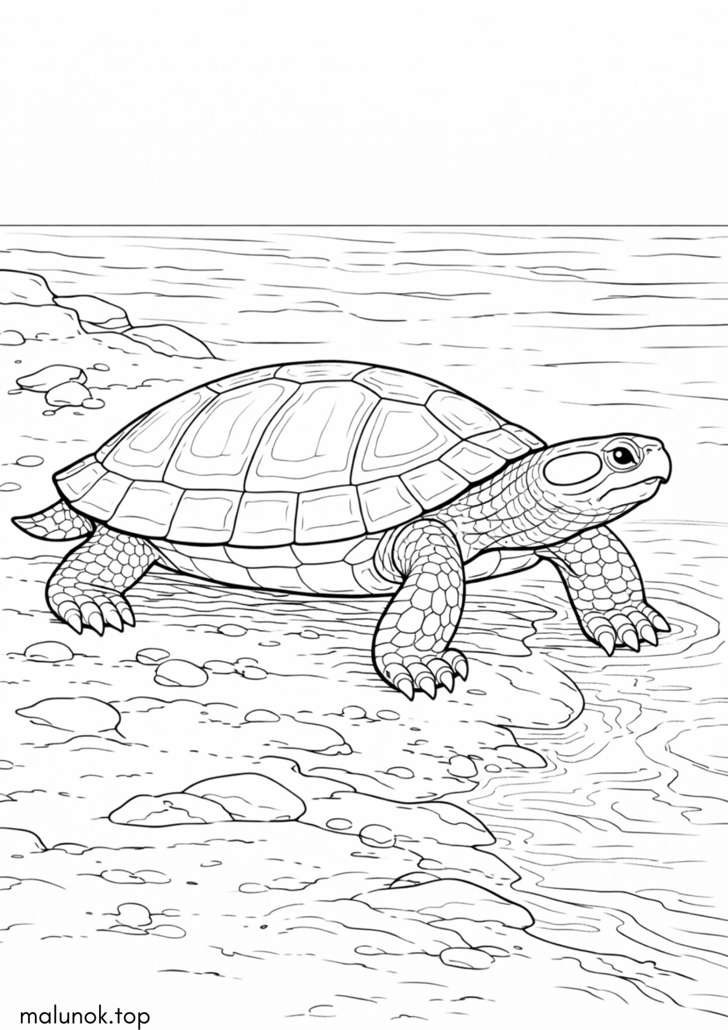 Розмальовка Прісноводна черепаха