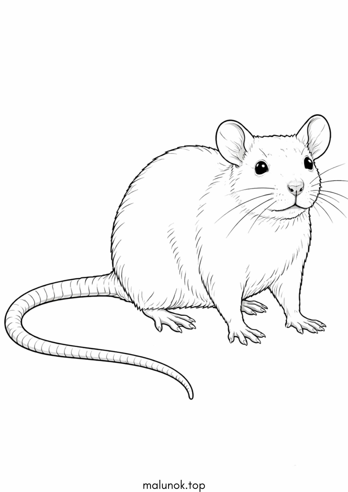 Раскраска Щур