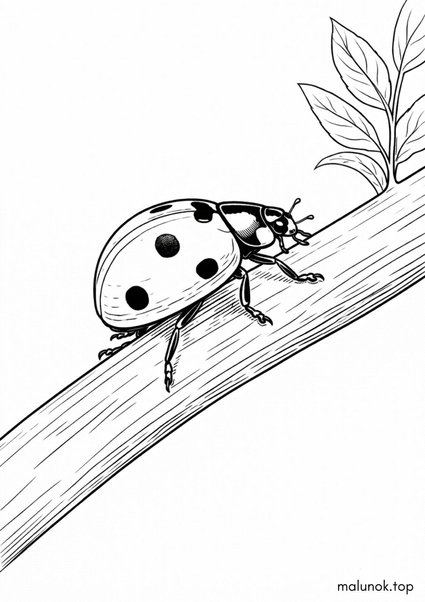 Раскраска Жук сонечко