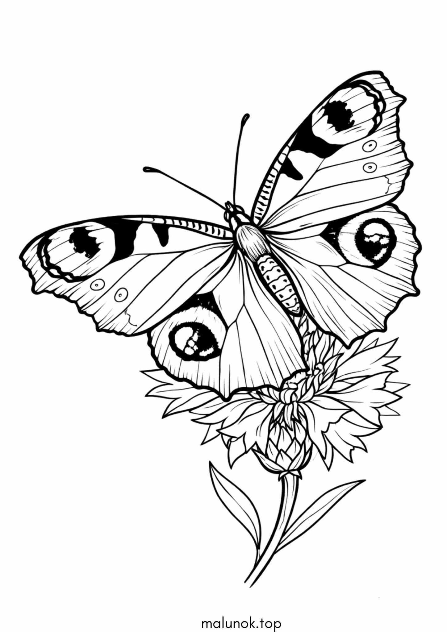 Раскраска Метелик Сонцевик павиче око