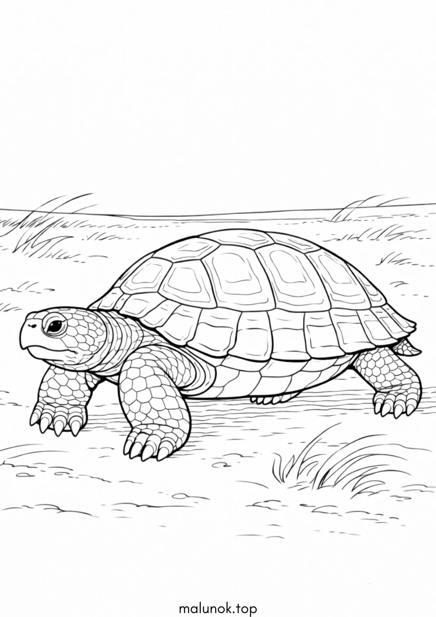 Розмальовка Сухопутна черепаха