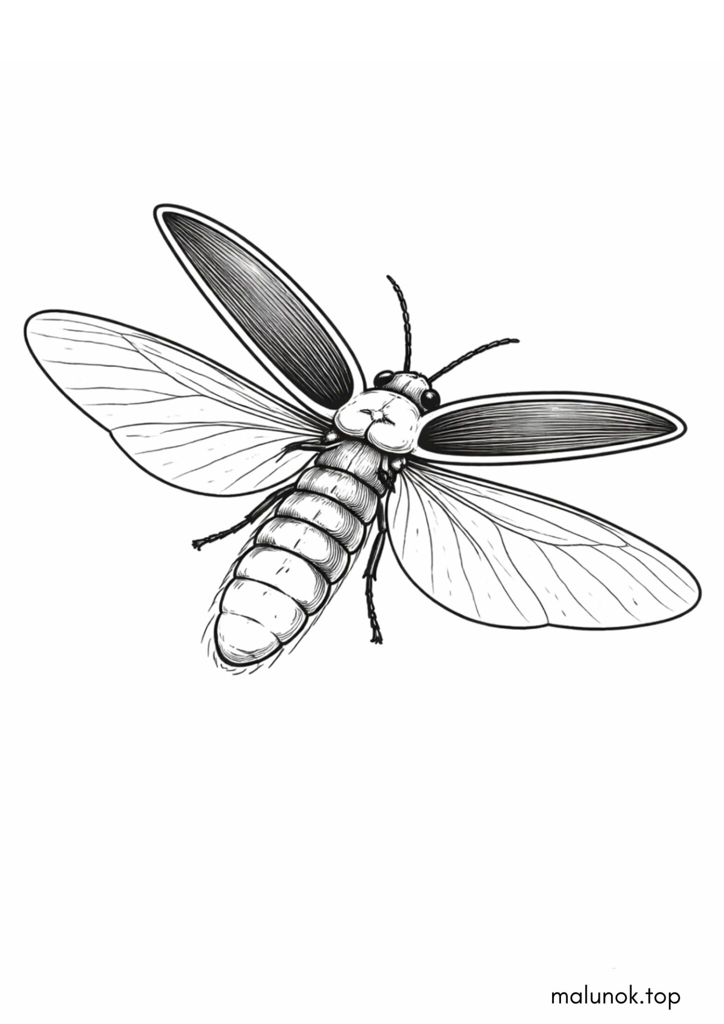 Раскраска Жук Світлячок Раскраска Жук Світлячок