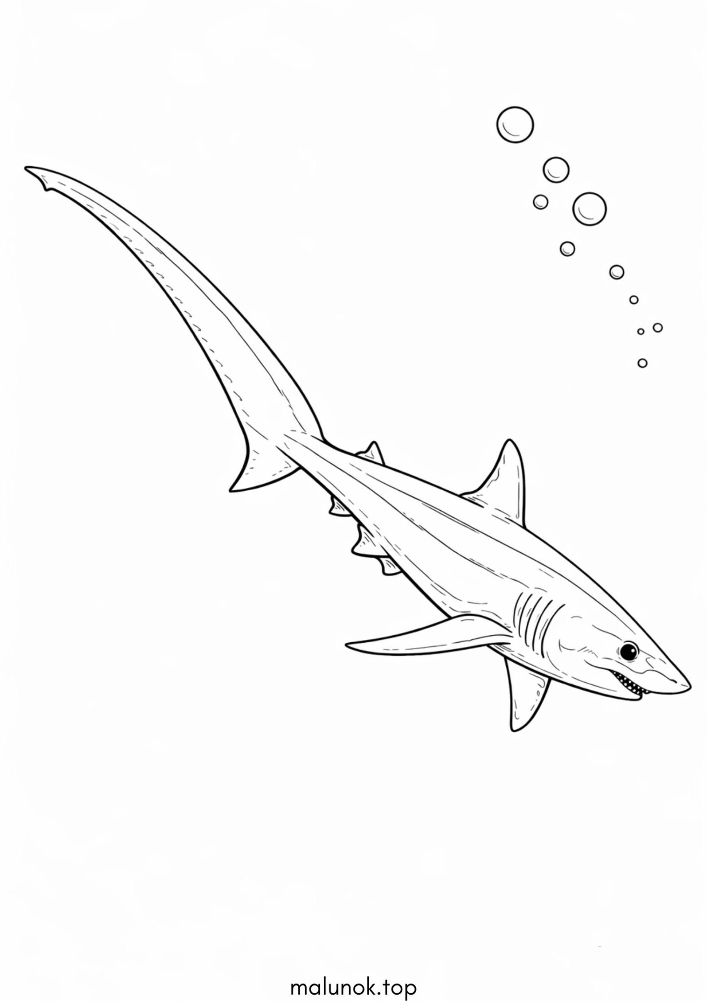 Розмальовка Акула-лисиця (Thresher Shark) Розмальовка Акула-лисиця (Thresher Shark)