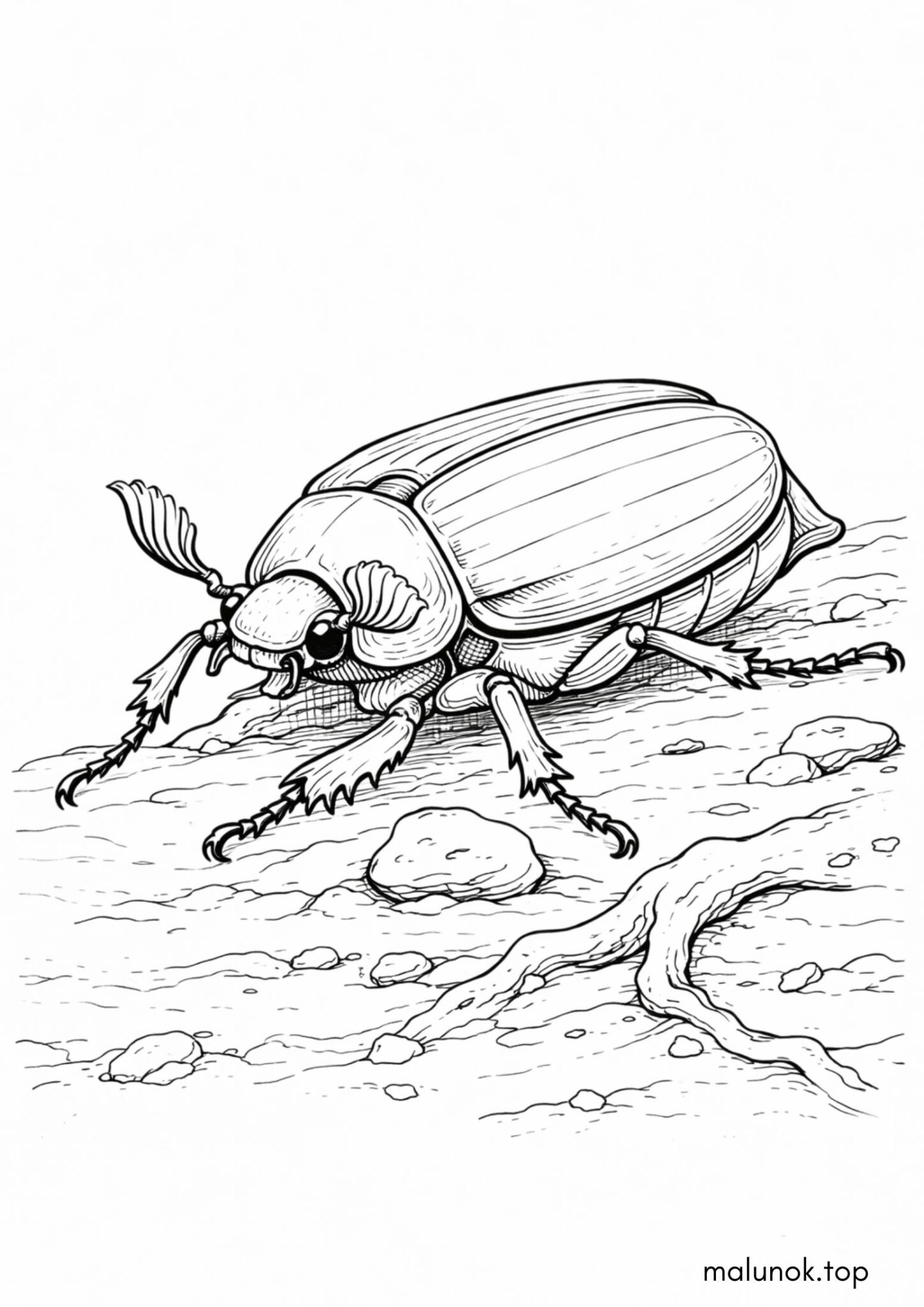 Раскраска Травневий жук