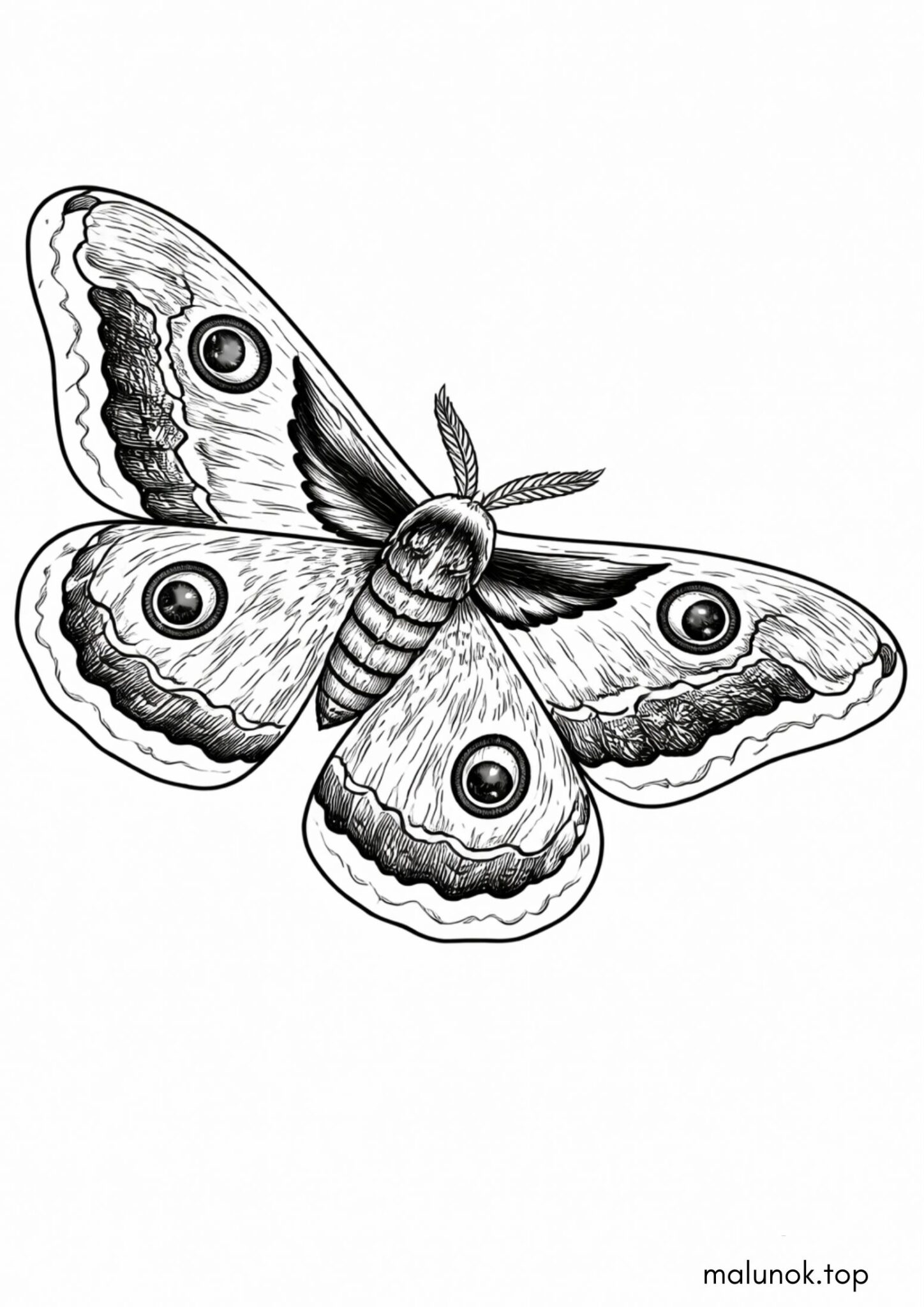 Раскраска Великий нічний метелик