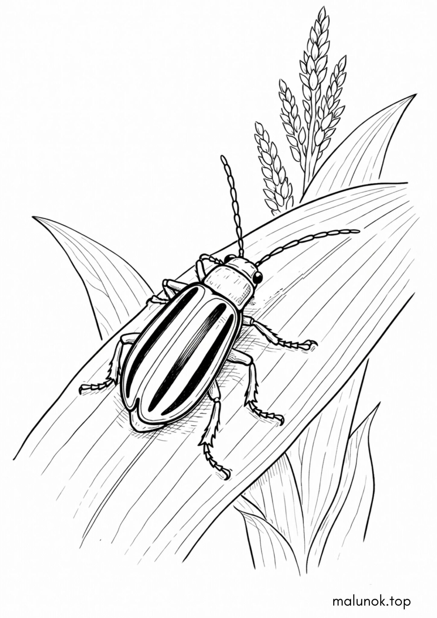 Раскраска Жук на листку Раскраска Жук на листку