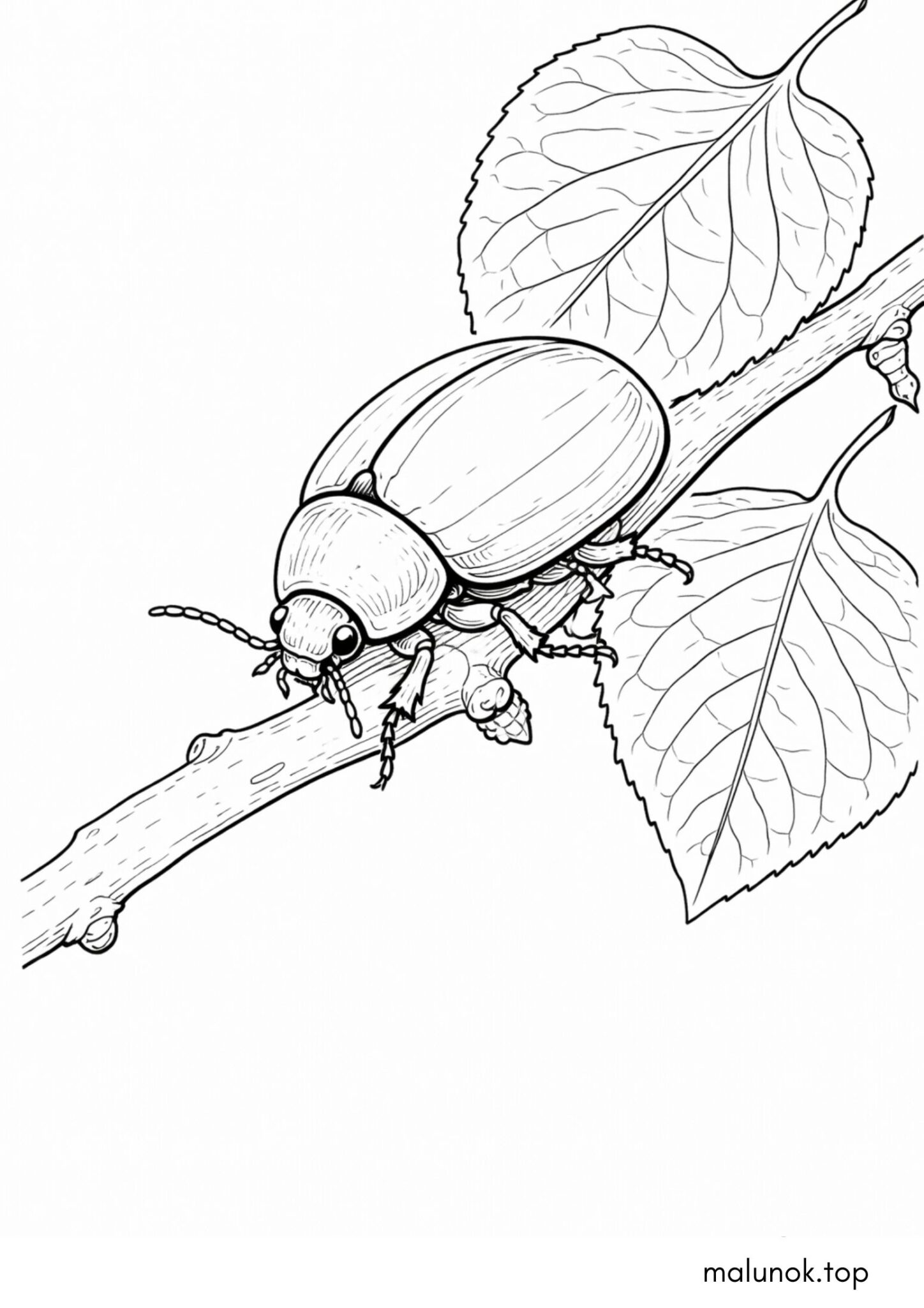 Раскраска Жук повзе по гілці