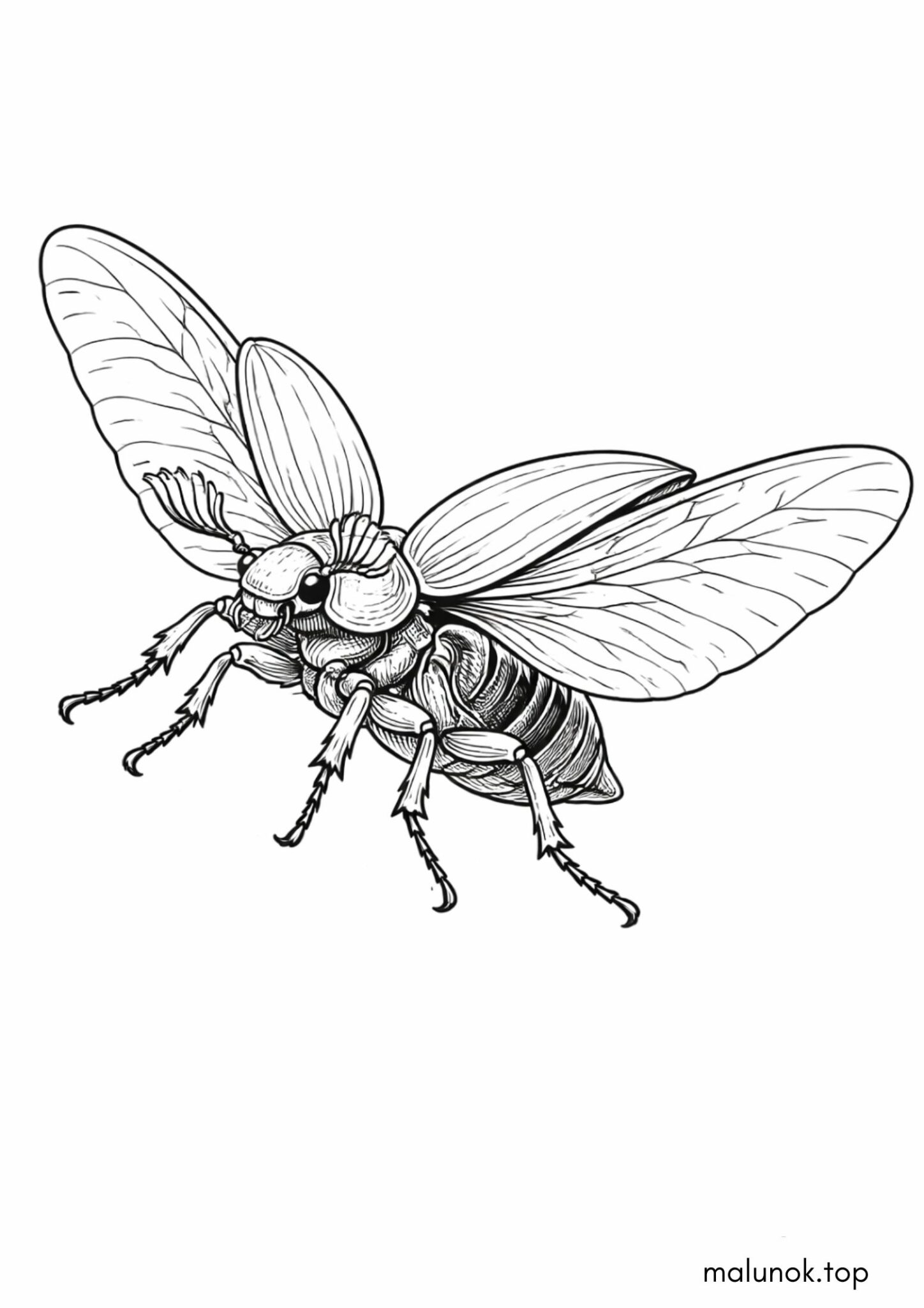 Раскраска Жук, що летить Раскраска Жук, що летить
