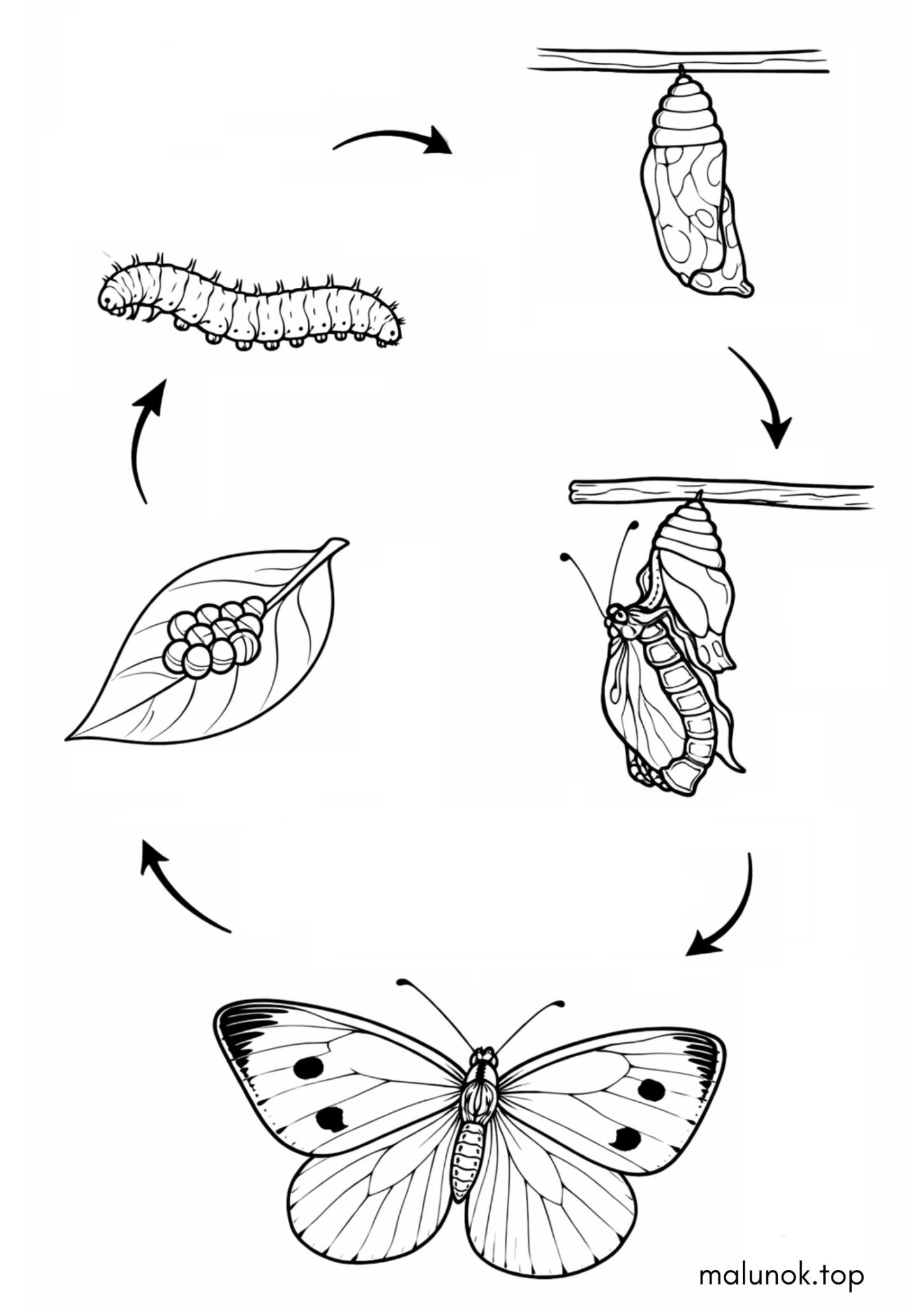 Раскраска Життєвий цикл метелика