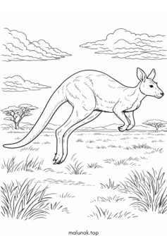 Кенгуру