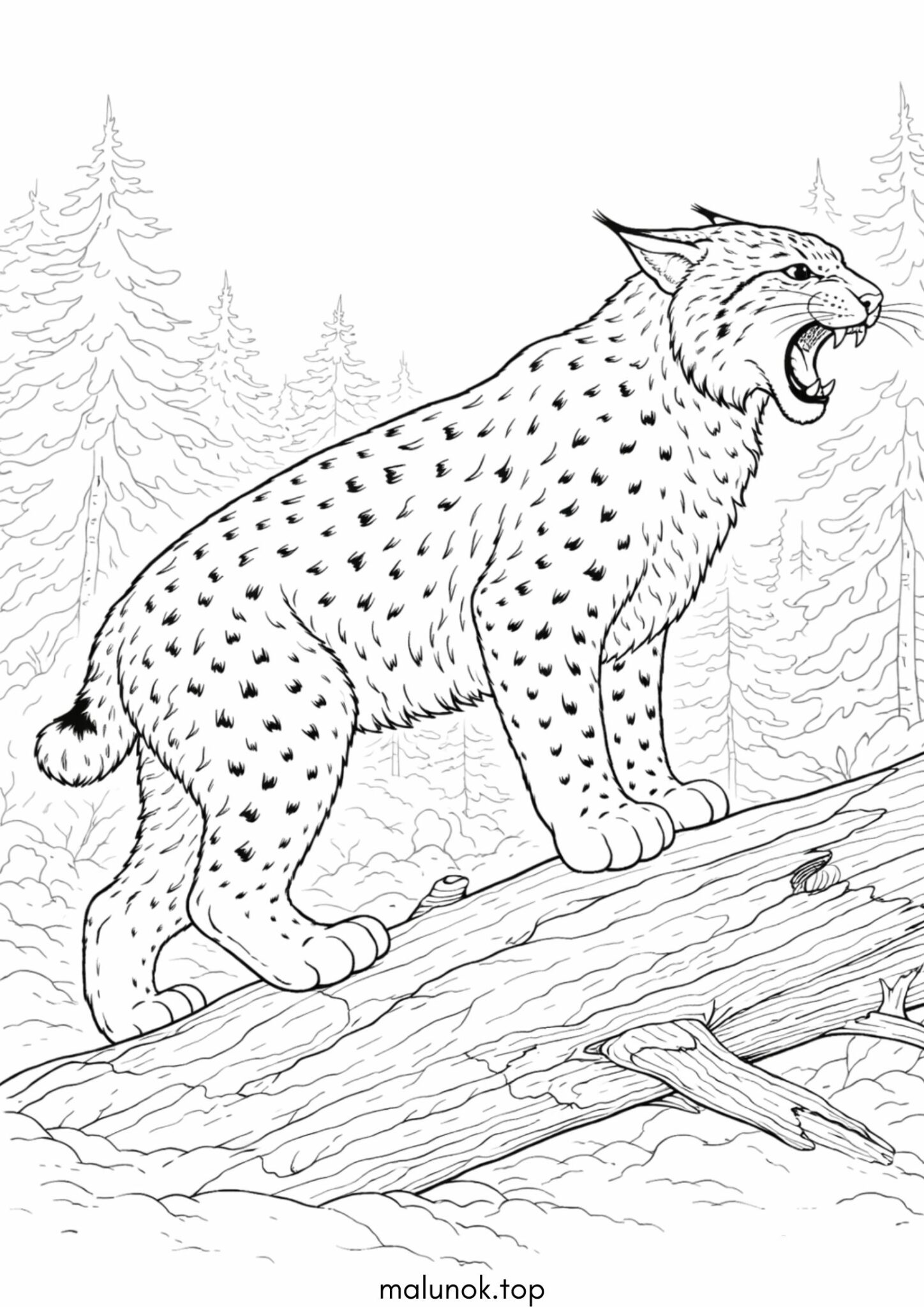 Раскраска Рись шипить